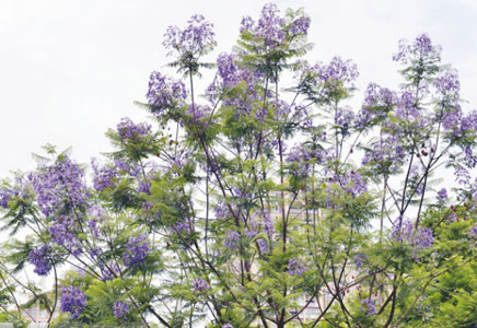 藍(lán)花楹種植基地-藍(lán)花楹花期多長(zhǎng)，花期是什么時(shí)候