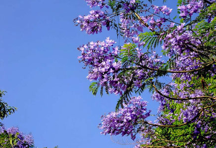 藍花楹種子-為什么藍花楹不開花？