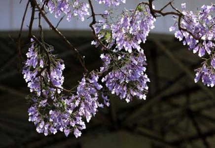 13公分藍(lán)花楹價(jià)格-藍(lán)花楹的移植注意事項(xiàng)講解