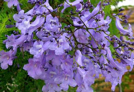藍花楹多高-花木冬季修剪怎么區別對待？