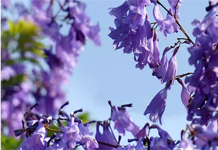 藍(lán)楹花還是藍(lán)花楹-藍(lán)花楹的花期是什么時(shí)候？