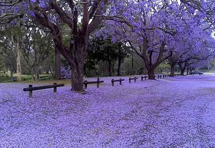 成都藍花楹公司-一覽“網(wǎng)紅”藍花楹的美