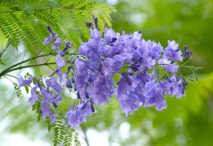 批發(fā)藍花楹-藍花楹的賞花好去處