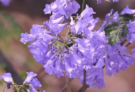 藍(lán)花楹15公分報價-藍(lán)花楹適合北方種嗎？如何種植？