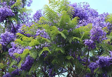 藍花楹15公分-原來藍花楹還有這樣的凄美傳說！