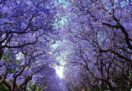 重慶藍花楹種植-藍花楹花語：寧靜、深遠、憂郁，在絕望中等待