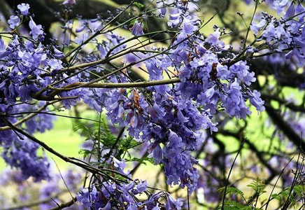 重慶藍花楹種植-藍花楹花語：寧靜、深遠、憂郁，在絕望中等待