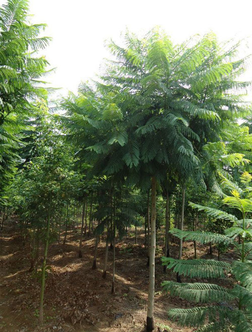 藍花楹的好處-福建藍花楹種植基地：漳州漳浦龍海等地