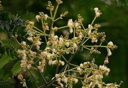 藍花楹18公分價格-南洋楹與藍花楹是不是同一種，什么區別