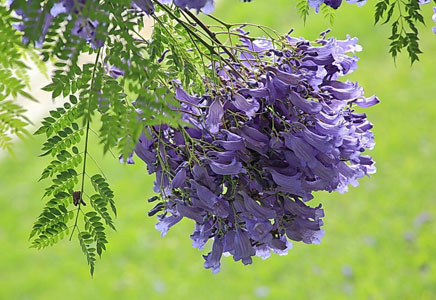 樹苗藍(lán)花楹-藍(lán)花楹隧道在約翰內(nèi)斯堡