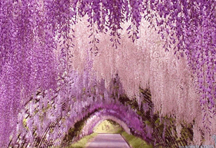 藍(lán)花楹供應(yīng)-正確區(qū)分藍(lán)花楹與紫藤蘿