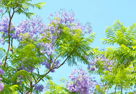 藍花楹苗價格-福建藍花楹樹苗價格多少