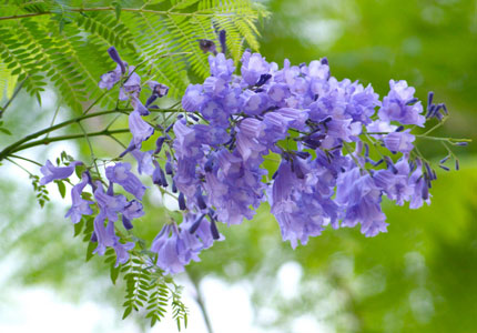 藍花楹樹批發基地-藍花楹的花期在何時