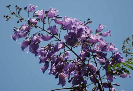 福建藍(lán)花楹批發(fā)-中國(guó)竟然也有藍(lán)花楹隧道，快與他一起欣賞