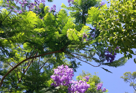 藍花楹苗木價格-最新藍花楹價格