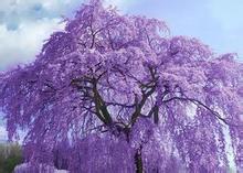 四川藍花楹最新報價-2016年藍花楹價格你怎么看