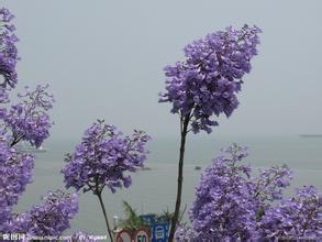 藍花楹種子價格-黃花楹與藍花楹