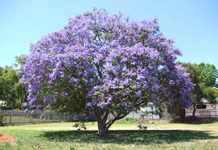 四川藍花楹苗-一篇文章告訴你漳州藍花楹有多美