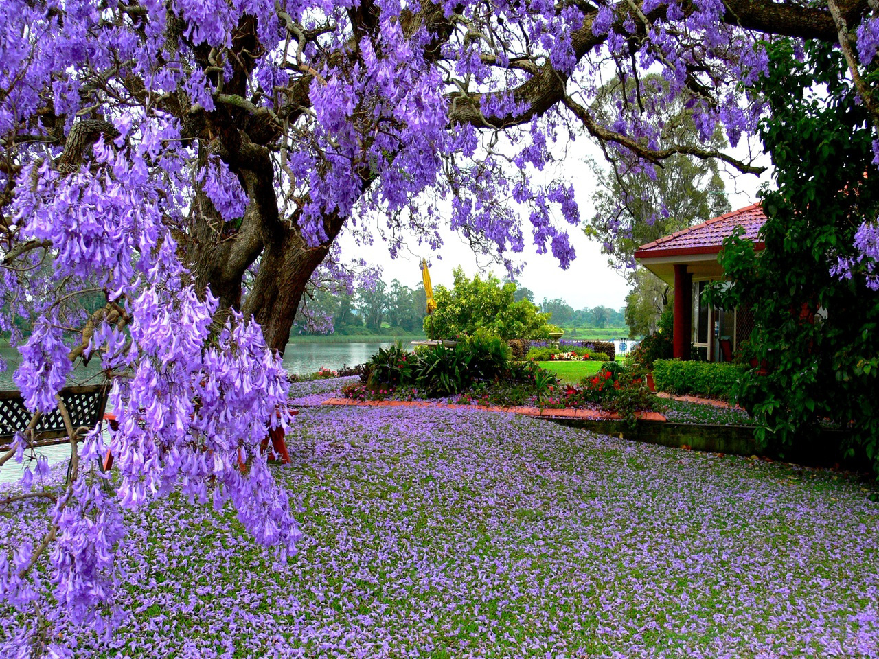 成都藍(lán)花楹-福建藍(lán)花楹圖片集錦