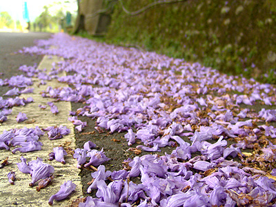 成都藍(lán)花楹-福建藍(lán)花楹圖片集錦