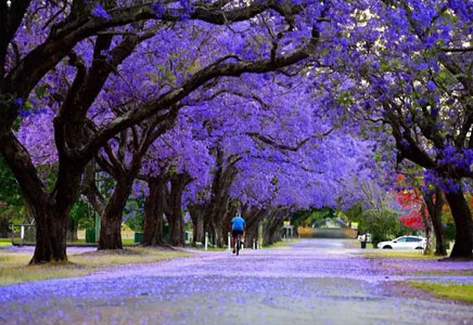 提供藍花楹-圓你一個紫色的世外桃源夢