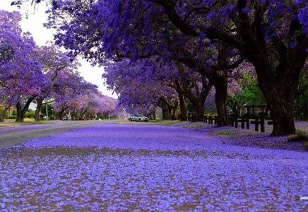 提供藍花楹-圓你一個紫色的世外桃源夢