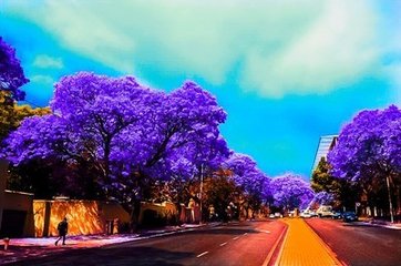 批發藍花楹成樹-漫步在海岸線的藍花楹