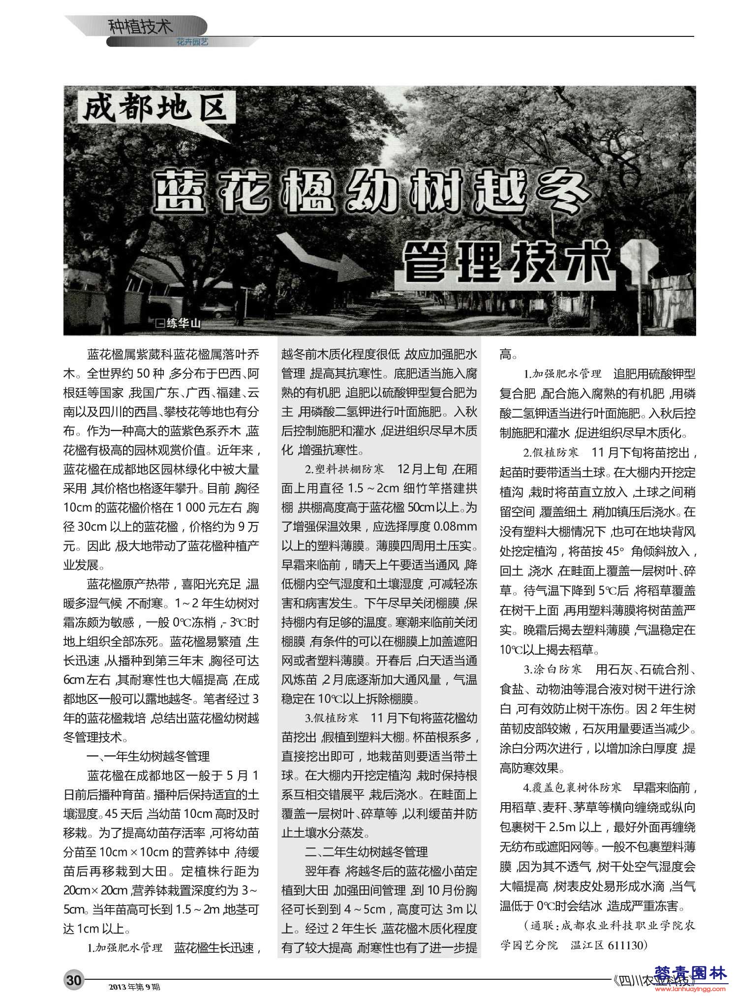 成都地區藍花楹幼樹越冬打點技術