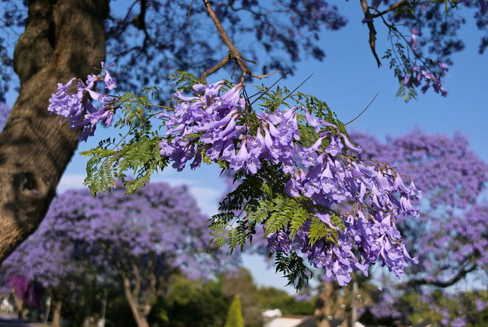 藍花楹樹圖片大全