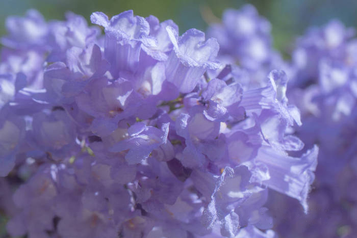 藍(lán)花楹花朵圖片大全