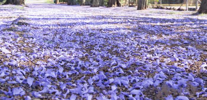 藍(lán)花楹樹葉圖片大全