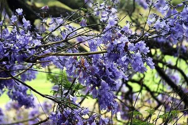 藍(lán)花楹圖片