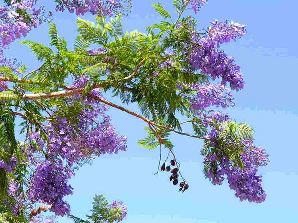 藍(lán)花楹圖片
