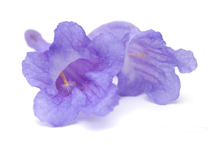 藍(lán)花楹圖片