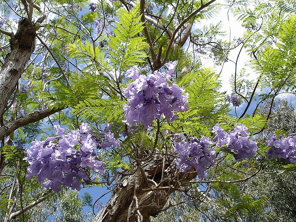 廣州暨南大學(xué)藍(lán)花楹圖片
