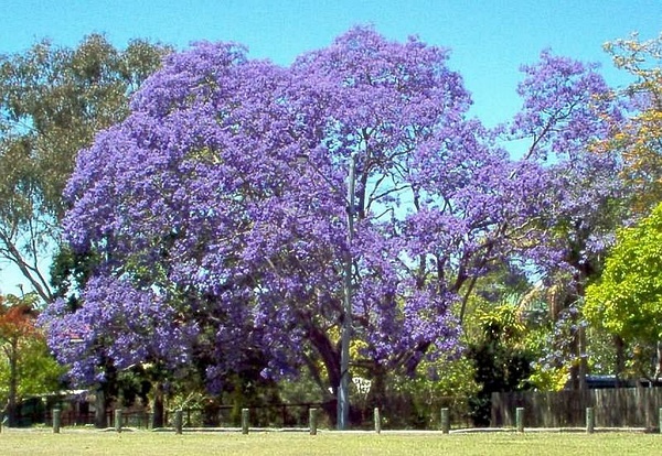 廣州暨南大學(xué)藍(lán)花楹圖片