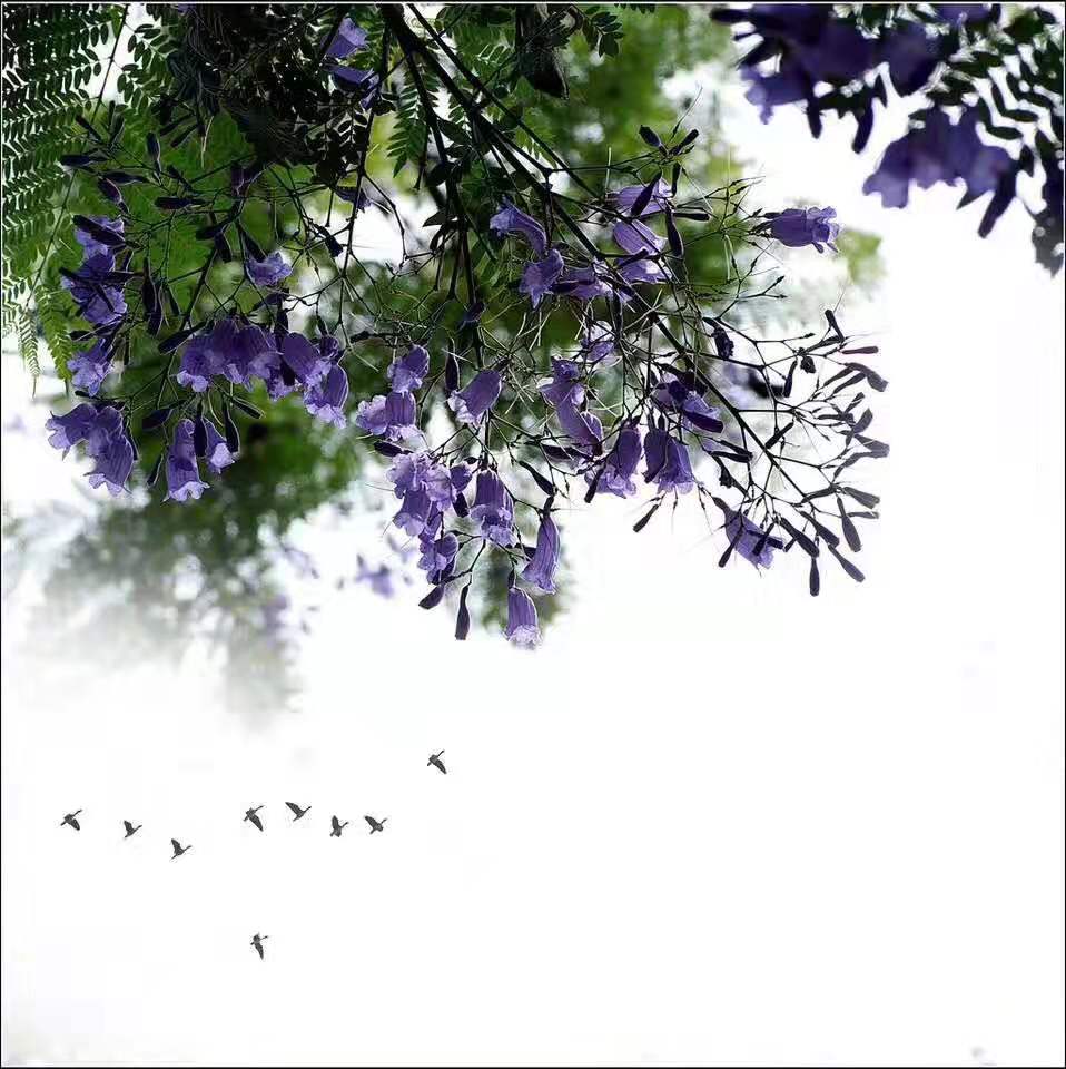 藍花楹圖片沒開花圖片