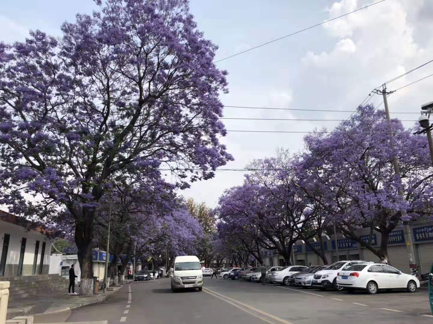 藍花楹圖片沒開花圖片