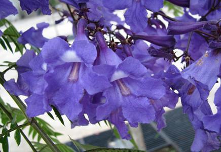 澳洲藍(lán)花楹真實(shí)拍攝圖片