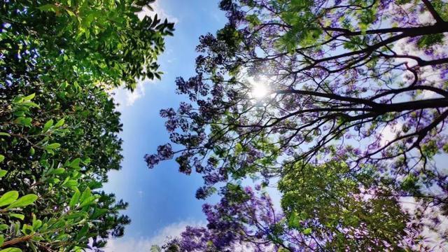 藍花楹樹苗圖片