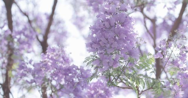 藍花楹唯美圖片