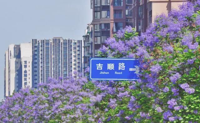 昆明網紅街藍花楹圖片