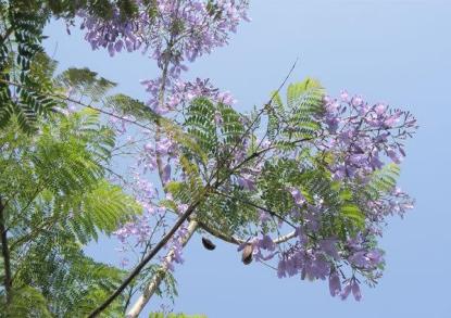 藍(lán)花楹圖片大全大圖