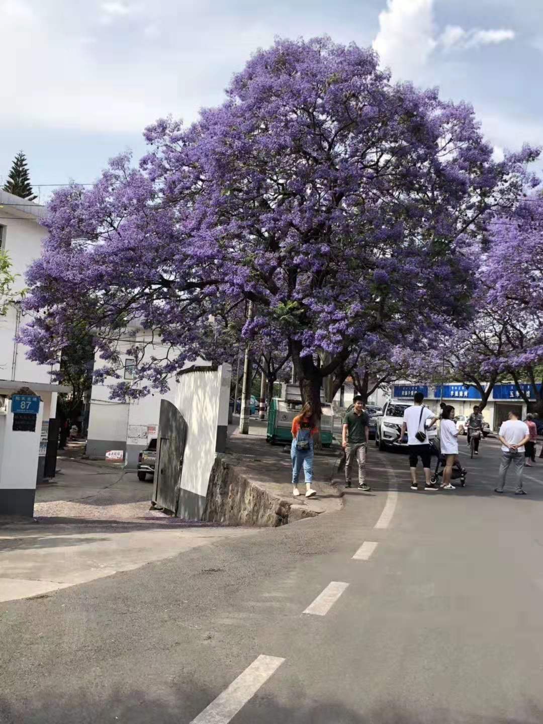 藍花楹圖片大全大圖