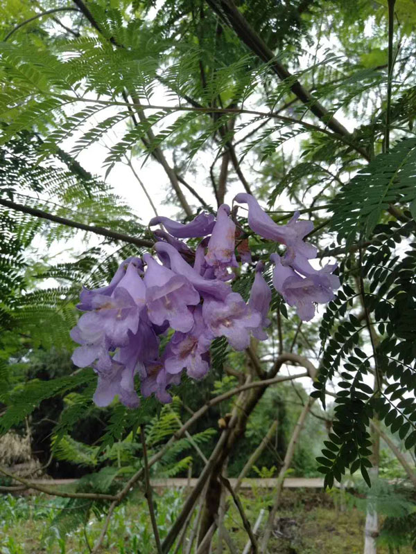 藍(lán)花楹一年可以長多高