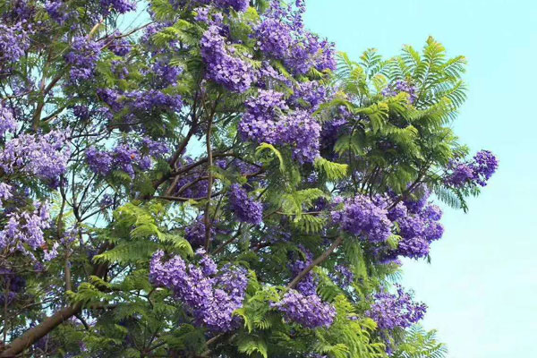 藍(lán)花楹一年可以長多高
