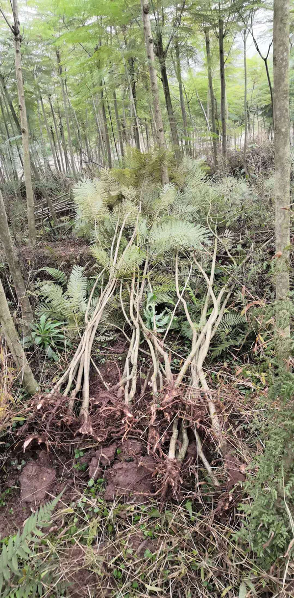 藍(lán)花楹一年可以長多高