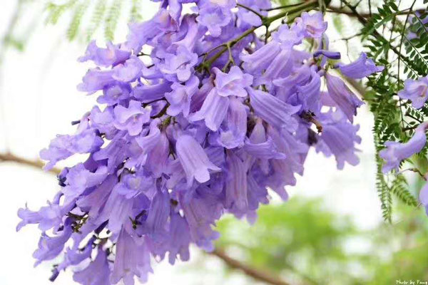 藍(lán)花楹一年可以長多高