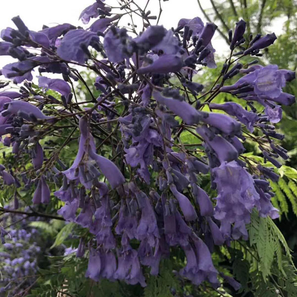 藍(lán)花楹一年可以長多高