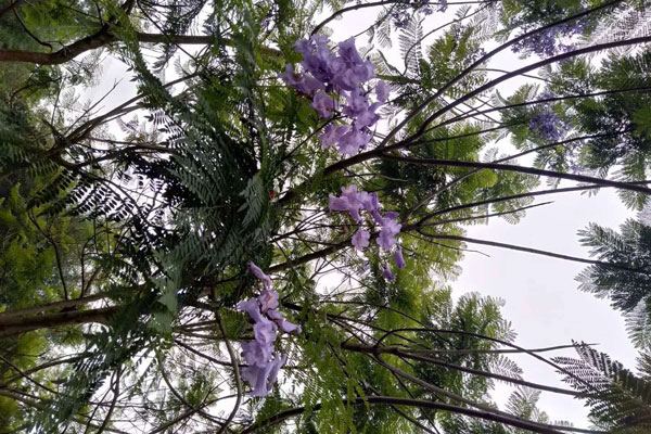藍(lán)花楹一年可以長多高